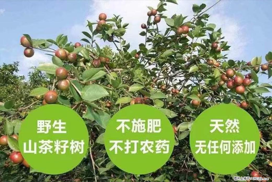 【灌阳县油茶产业示范区】一个有着充实的精神生活的人，对待身外之物自会有一种淡泊的态度 - 土特产 - 饮食特产 - 邵阳分类信息 - 邵阳28生活网 shaoyang.28life.com