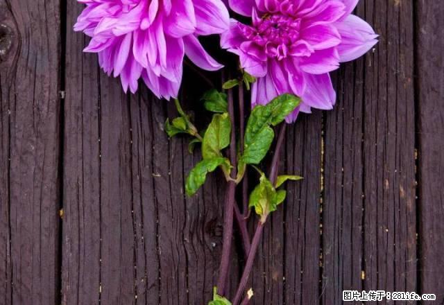 东站老水果市场旁，派出所属舍，3楼出租，只短租3个月 - 房屋出租 - 房屋租售 - 邵阳分类信息 - 邵阳28生活网 shaoyang.28life.com