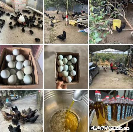 油茶园从小鸡仔开始养起的纯土鸡、土鸡蛋可以预定啦!还有前几天刚榨的纯山茶油哦 - 美食天地 - 邵阳生活社区 - 邵阳28生活网 shaoyang.28life.com