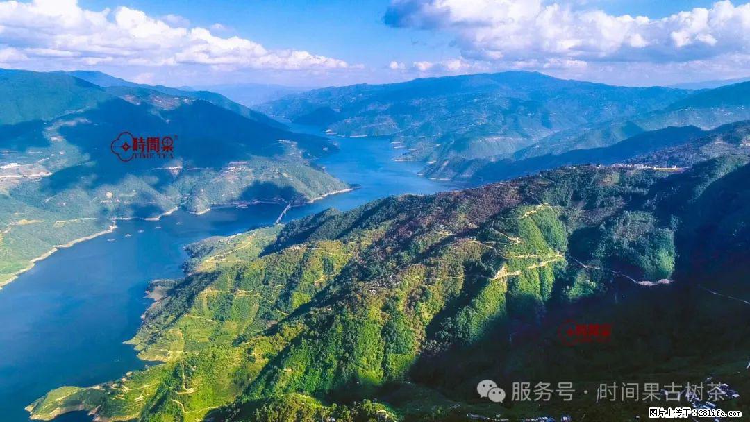 时间果百年古树龙珠普洱生茶 - 购物交流 - 邵阳生活社区 - 邵阳28生活网 shaoyang.28life.com