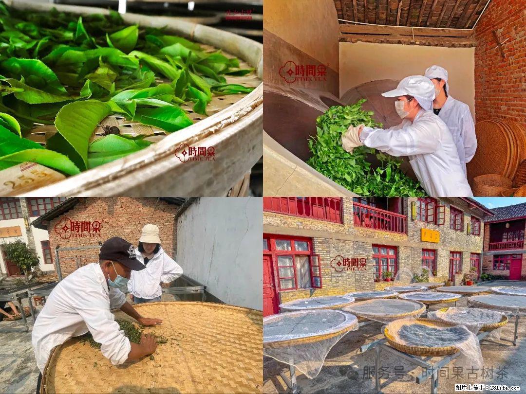 时间果百年古树龙珠普洱生茶 - 购物交流 - 邵阳生活社区 - 邵阳28生活网 shaoyang.28life.com