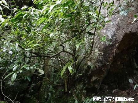 平乐石崖茶，珍贵仅次于金花茶 - 邵阳生活资讯 - 邵阳28生活网 shaoyang.28life.com
