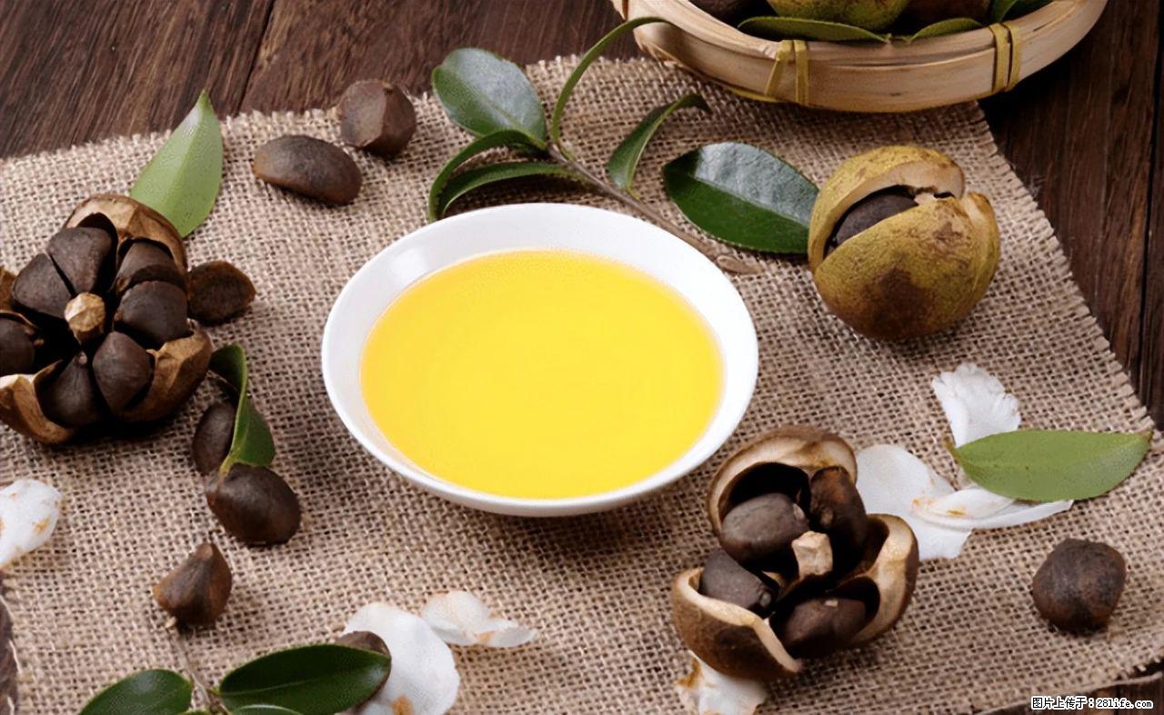 揭秘茶油的5大核心营养成分！被称为人体健康的“守护盾”！ - 邵阳生活资讯 - 邵阳28生活网 shaoyang.28life.com