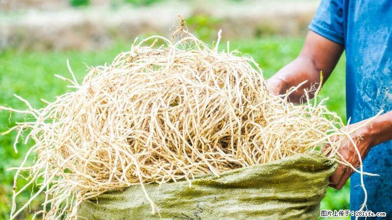 堪称“最难吃”的蔬菜,却是 “抗辐射神器”,还能护肺、清热、止咳化痰! - 邵阳生活资讯 - 邵阳28生活网 shaoyang.28life.com