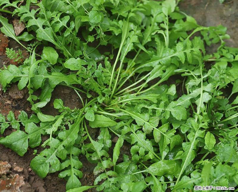 这些蔬菜是“天然钙片”，这6种被医生重点推荐 - 邵阳生活资讯 - 邵阳28生活网 shaoyang.28life.com