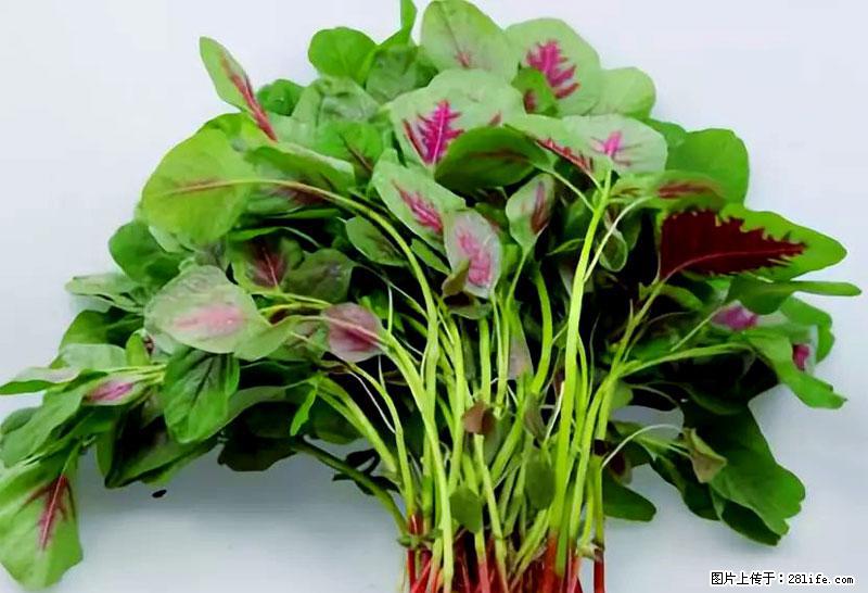 这些蔬菜是“天然钙片”，这6种被医生重点推荐 - 邵阳生活资讯 - 邵阳28生活网 shaoyang.28life.com