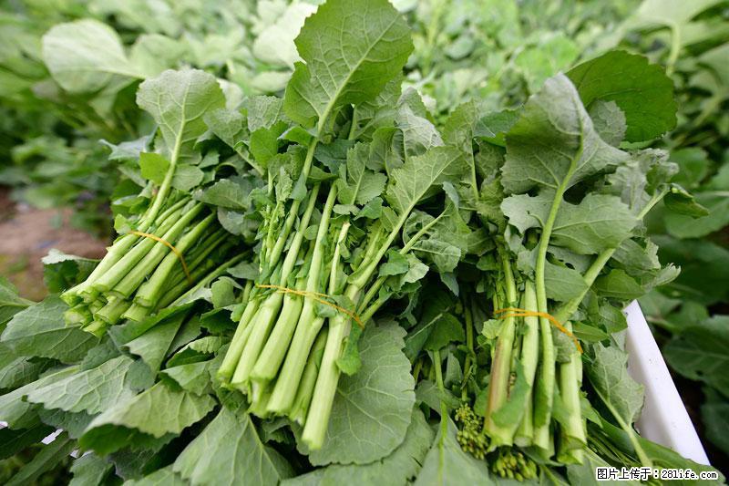 这些蔬菜是“天然钙片”，这6种被医生重点推荐 - 邵阳生活资讯 - 邵阳28生活网 shaoyang.28life.com